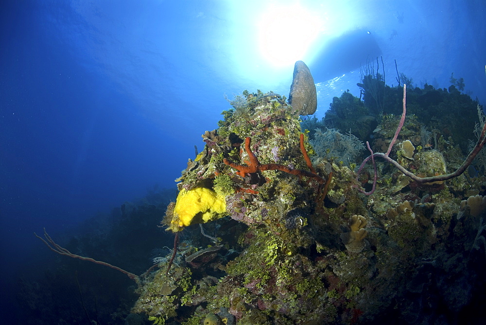 Looking upwards to well lit sponges, corals and sea fans with very blue water and boat silhouette, Little Cayman Island, Cayman Islands, Caribbean