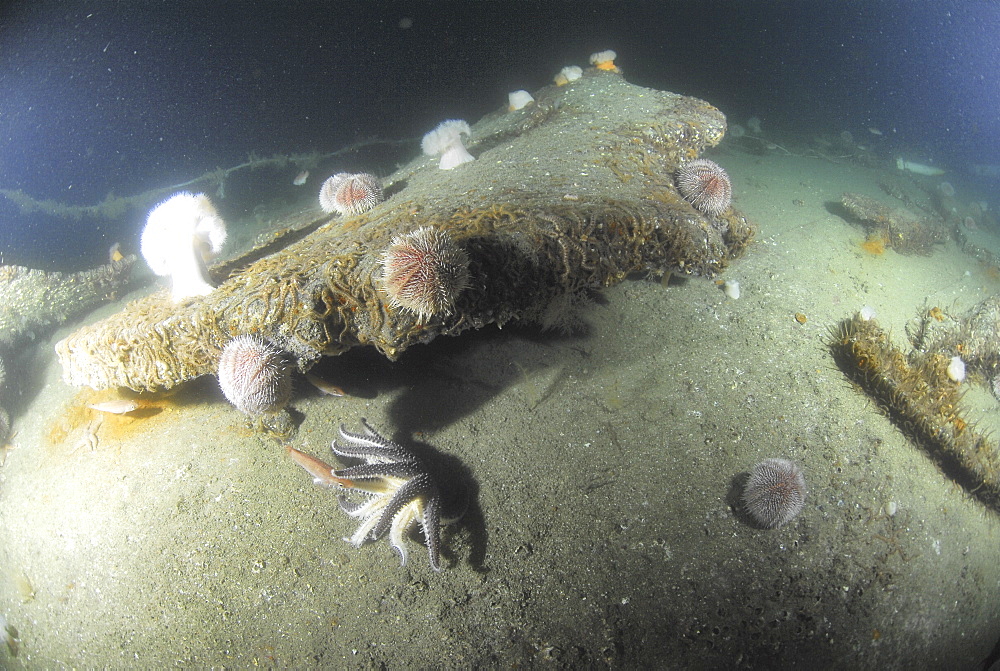 Remains of German U Boat UB116, Scapa Flow, Orkney islands, Scotland, UK