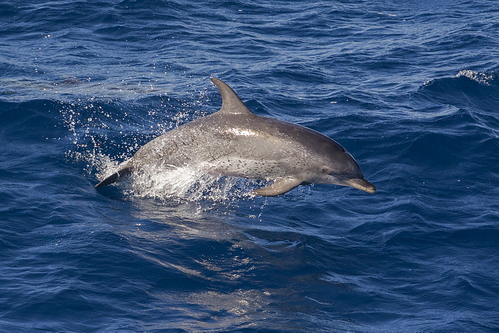 Atlantic spotted dolphin (Stenella frontalis) breaking from the sea in a low leap, Senegal, West Africa, Africa