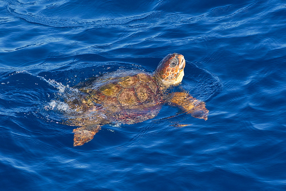 Juvenile loggerhead turtle (Caretta caretta) swimming with head raised above the sea surface, Senegal, West Africa, Africa