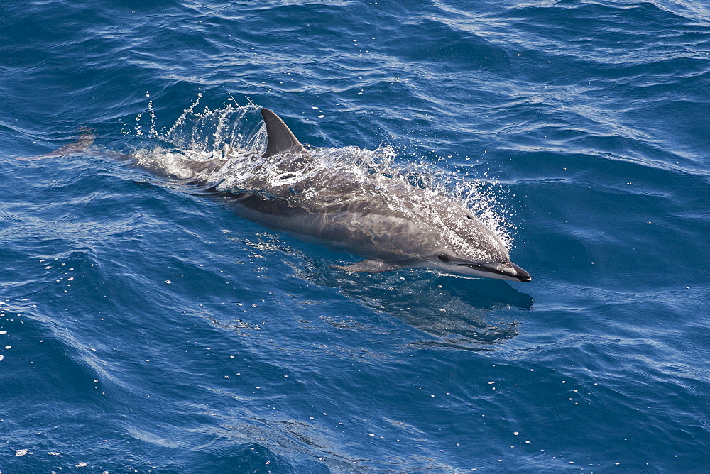 Clymene dolphin (Stenella clymene) breaking the surface, showing characteristic markings on face and flanks, Senegal, West Africa, Africa