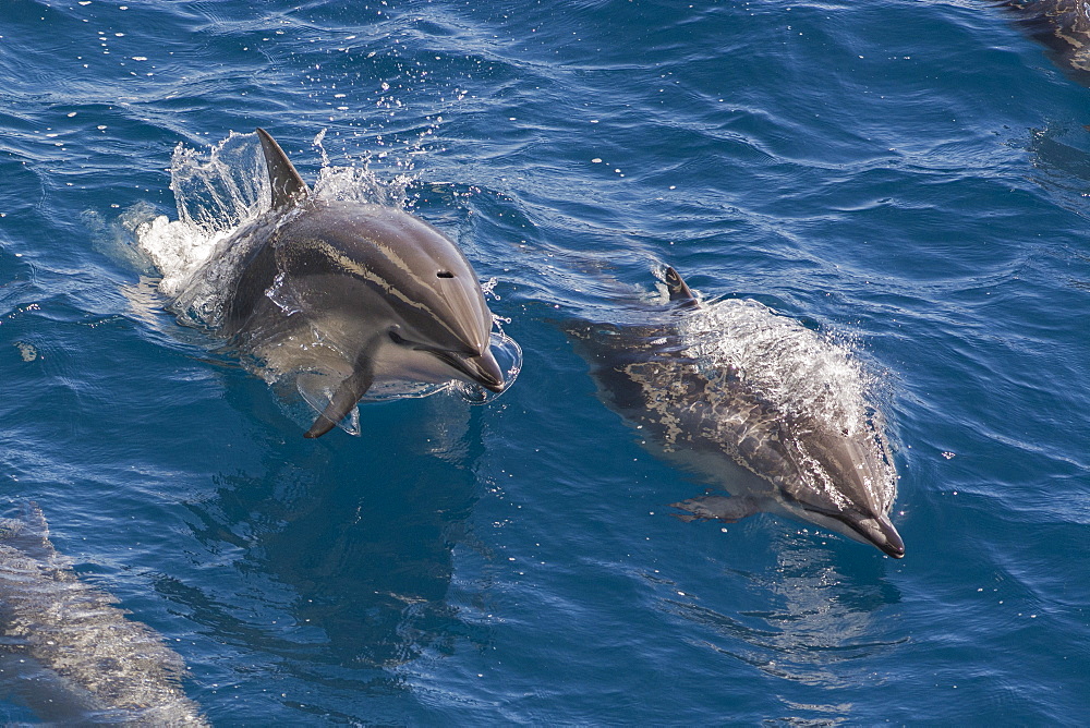 Clymene dolphin (Stenella clymene), Senegal, West Africa, Africa