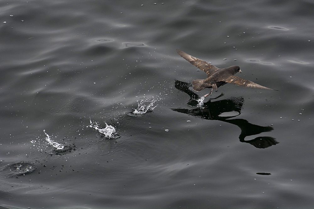 Northern fulmar (Fulmarus glacialis) taking off from a calm sea, Sakhalin Island, Russia, Eurasia