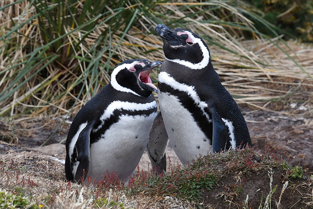 Magellanic penguin (Spheniscus magellanicus) pair resting in coastal habitat, Gypsy Cove, Falkland Islands, South America