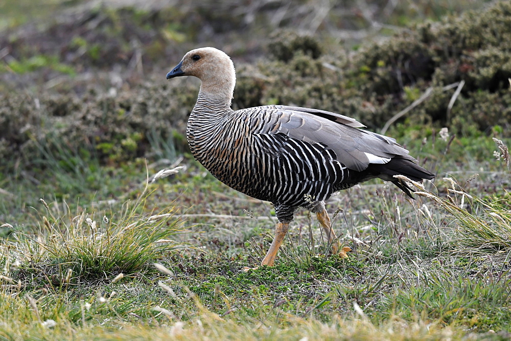 Female upland goose (Chloephaga picta) in its grassland habitat, Falkland Islands, South America