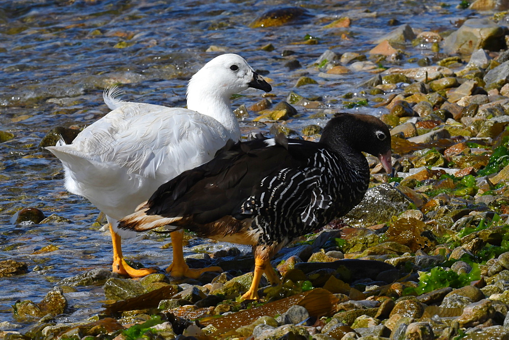 Male and female kelp goose (Chloephaga hybrida) foraging on a pebble beach along the water's edge, Falkland Islands, South America