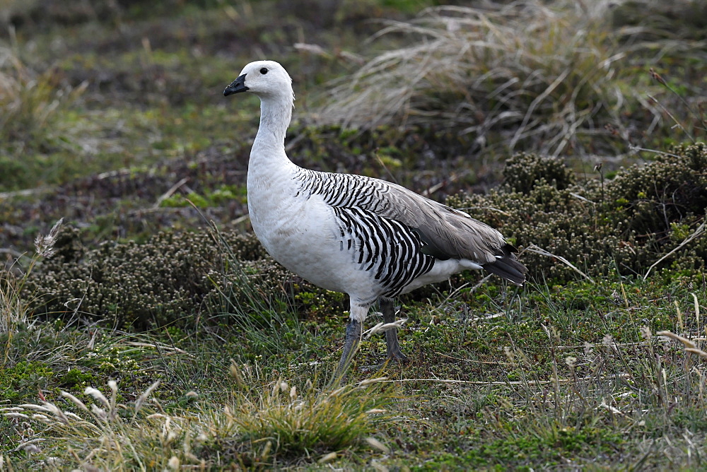 Male upland goose (Chloephaga picta) in its grassland habitat, Falkland Islands, South America