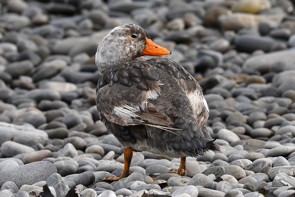 Male Falkland steamer duck (Tachyeres brachypterus) standing on pebble beach, Falkland Islands, South America