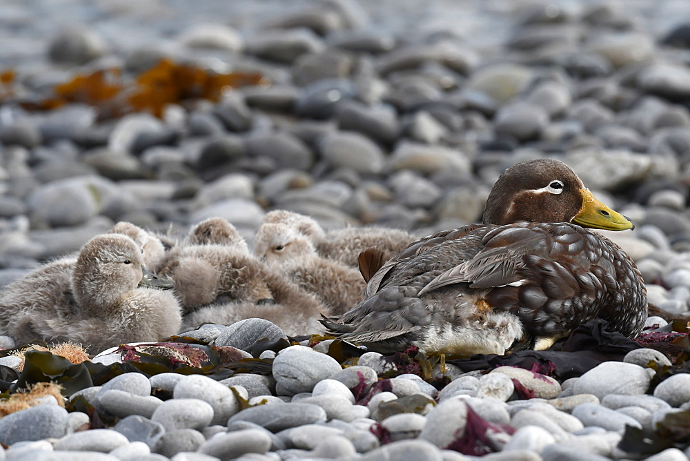 Female Falkland steamer duck (Tachyeres brachypterus) with chicks camouflaged on pebble beach, Falkland Islands, South America