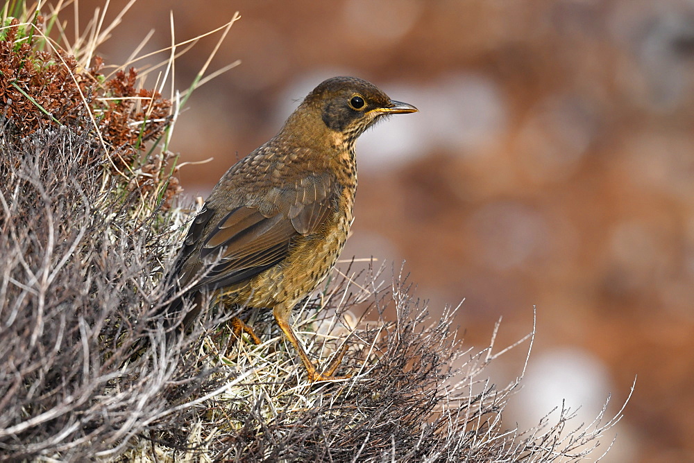 Juvenile Austral thrush (Turdus falcklandii) of the subspecies Falkland thrush (Turdus falcklandii falcklandii), Falkand Islands, South America