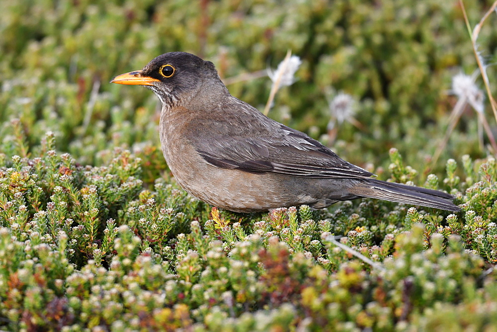 Adult Austral thrush (Turdus falcklandii) of the subspecies Falkland thrush (Turdus falcklandii falcklandii), Falkand Islands, South America