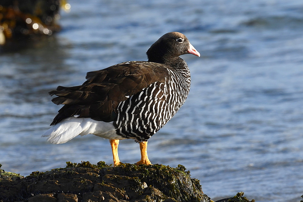 Female kelp goose (Chloephaga hybrida) standing on a stone overlooking the sea, Falkland Islands, South America