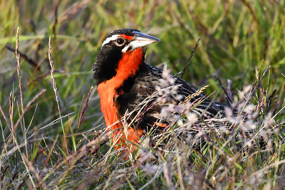 Long-tailed meadowlark (Leistes loyca) in its grassland habitat, Falkland Islands, South America