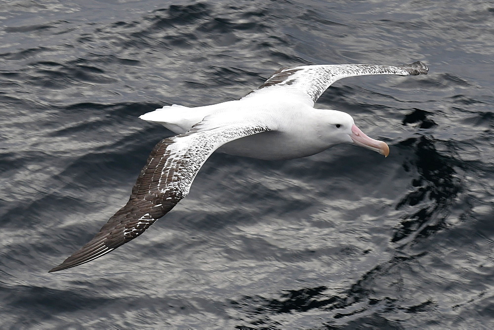 Wandering albatross (Diomedea exulans) flying low over the sea showing upper wings, South Georgia, Polar Regions