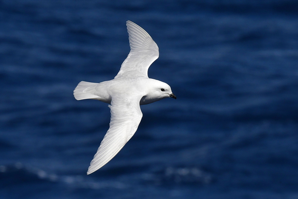 Snow petrel (Pagodroma nivea) in flight against a dark blue sea, South Georgia and South Sandwich Islands, Polar Regions