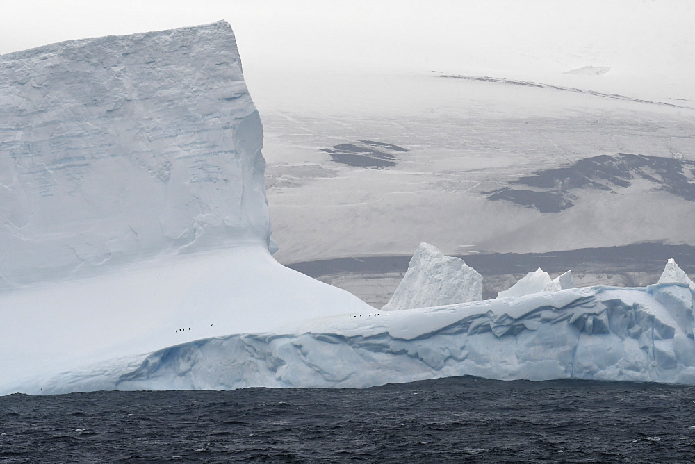 Iceberg with small number of penguins just off the coast of Bristol Island, South Sandwich Islands, Polar Regions