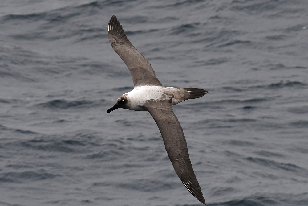 Light-mantled albatross (Phoebetria palpebrata) in flight, gliding over the sea surface, South Sandwich Islands, Polar Regions