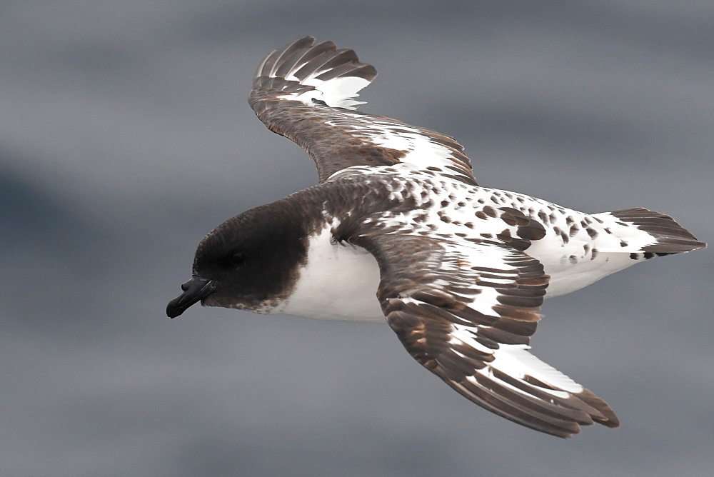 Close-up of a flying Cape petrel (Daption capense), South Georgia and the South Sandwich Islands, Polar Regions