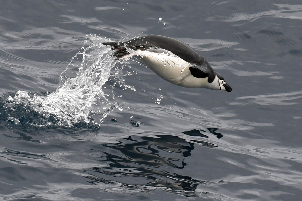 Porpoising chinstrap penguin (Pygoscelis antarcticus), South Sandwich Islands, Polar Regions