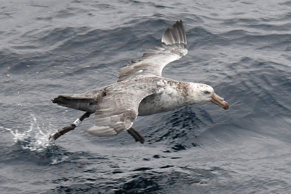 Female northern giant petrel (Macronectes halli), ringed on South Georgia and photographed years later off Bristol Island, South Sandwich Islands, Polar Regions