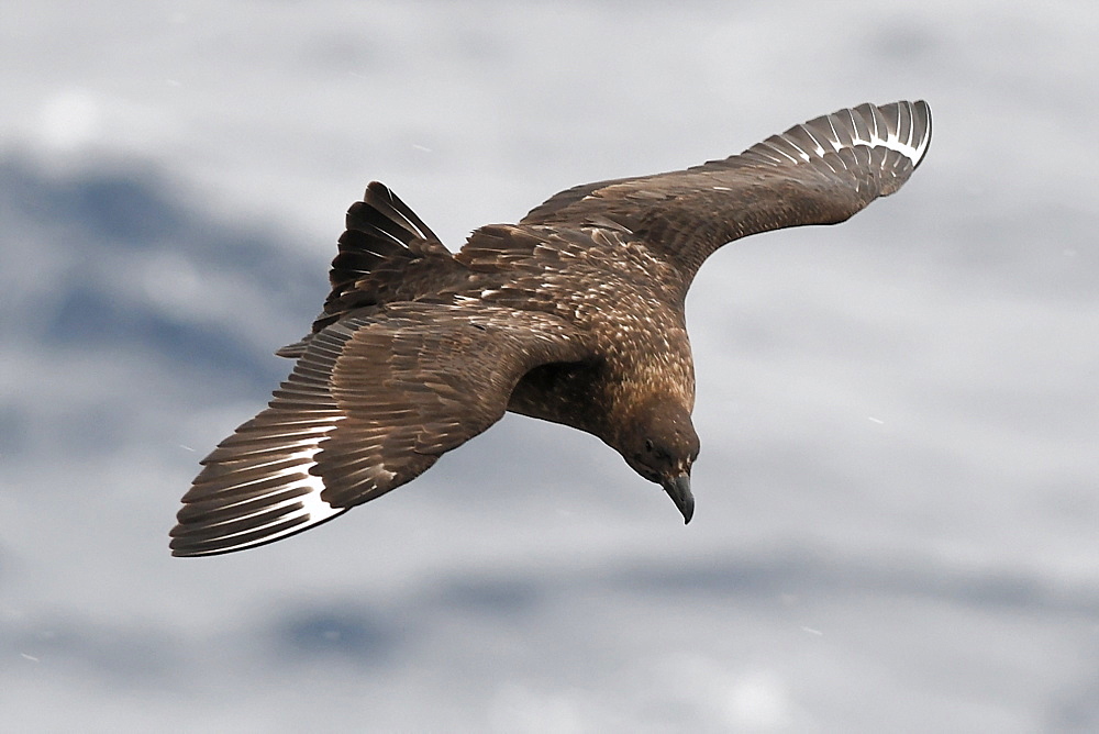 Brown skua (Stercorarius antarcticus) in flight, Southern Ocean, Polar Regions