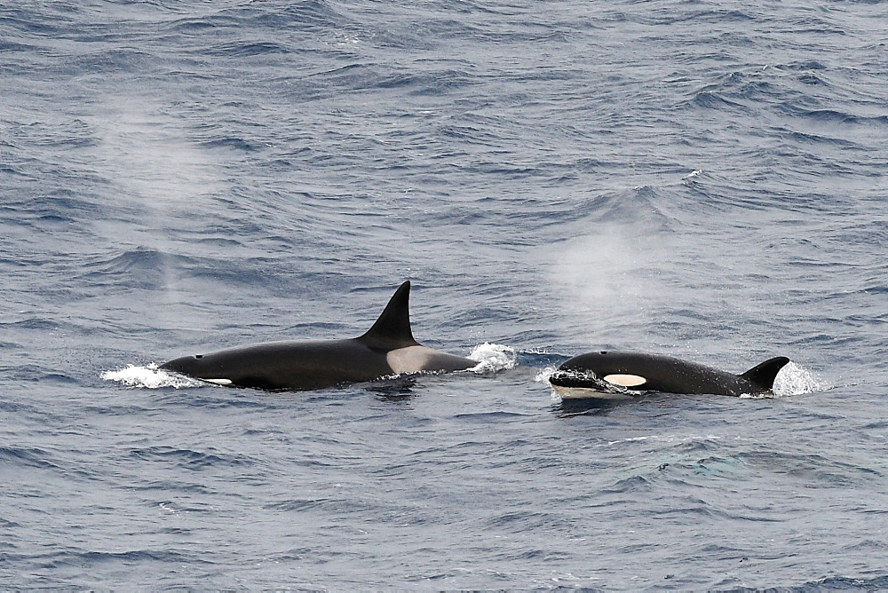 Two Type A orcas (Orcinus orca) surfacing together in the Southern Ocean, South Sandwich Islands, Polar Regions