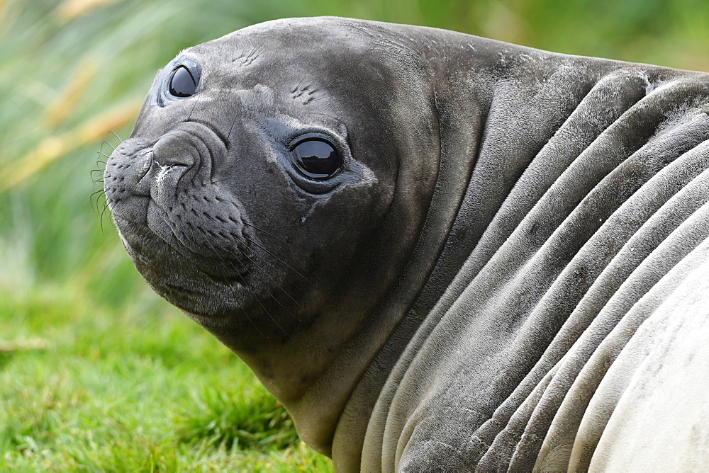 Close-up portrait of a large-eyed southern elephant seal (Mirounga leonina) pup, Grytviken, South Georgia, Polar Regions