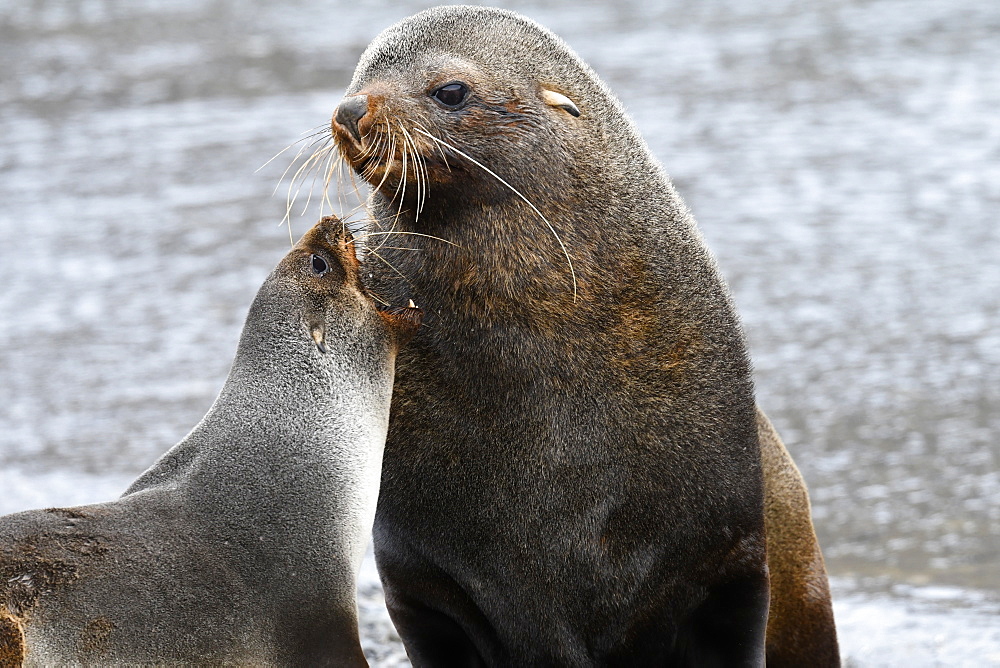 Male and female Antarctic fur seal (Arctocephalus gazella), showing extreme sexual dimorphism, King Edward Point, South Georgia, Polar Regions