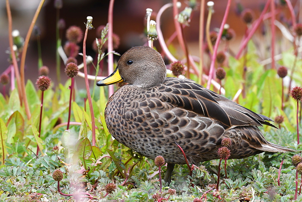 Yellow-billed pintail, subspecies South Georgia pintail (Anas georgica georgica), Grytviken, South Georgia, Polar Regions