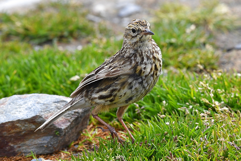 The endemic South Georgia pipit (Anthus antarcticus), the island's only passerine, King Edward Point, South Georgia, Polar Regions