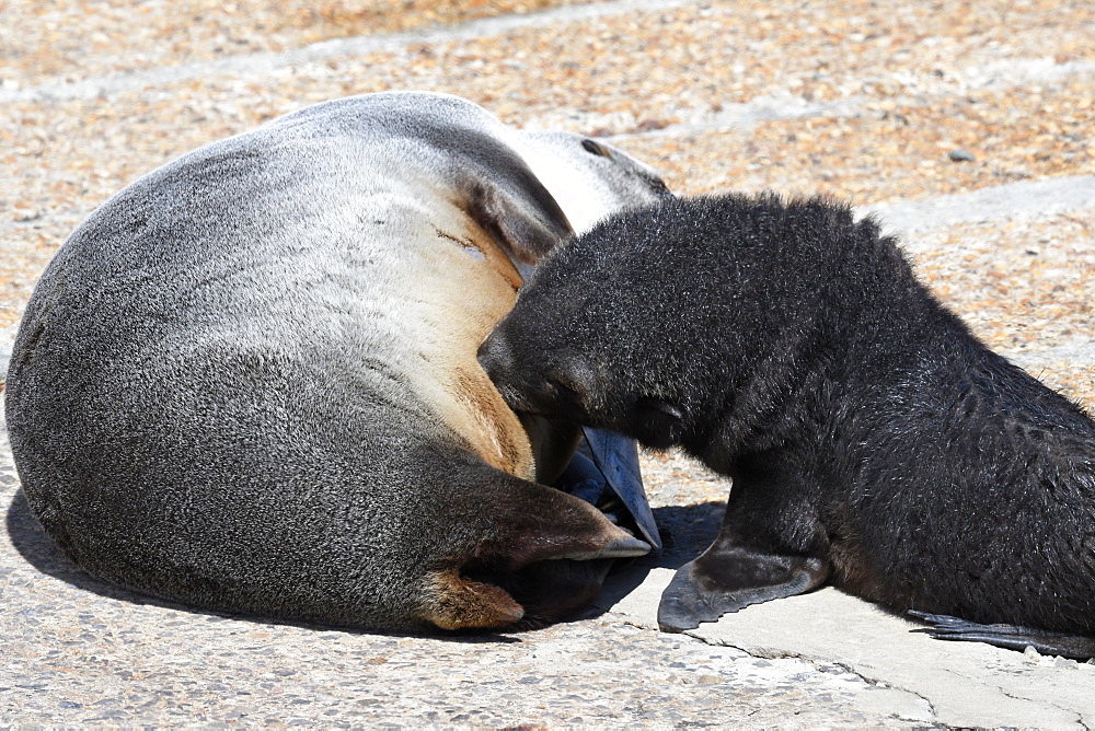 Antarctic fur seal (Arctocephalus gazella) pup suckling from its mother, King Edward Point, South Georgia, Polar Regions