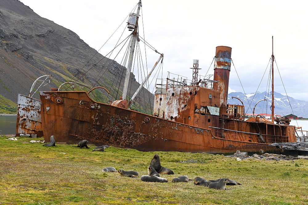 Group of Antarctic fur seals (Arctocephalus gazella) resting in front of abandoned whaling ships, Grytviken, South Georgia, Polar Regions