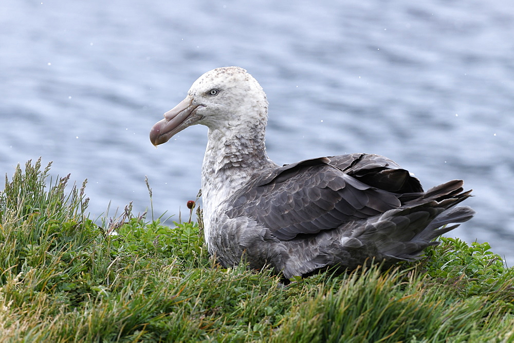 Northern giant petrel (Macronectes halli) resting in grassland above the sea, Grytviken, South Georgia, Polar Regions