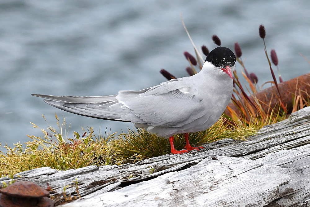 Antarctic tern (Sterna vittata) resting on an old wooden pier, Grytviken, South Georgia, Polar Regions