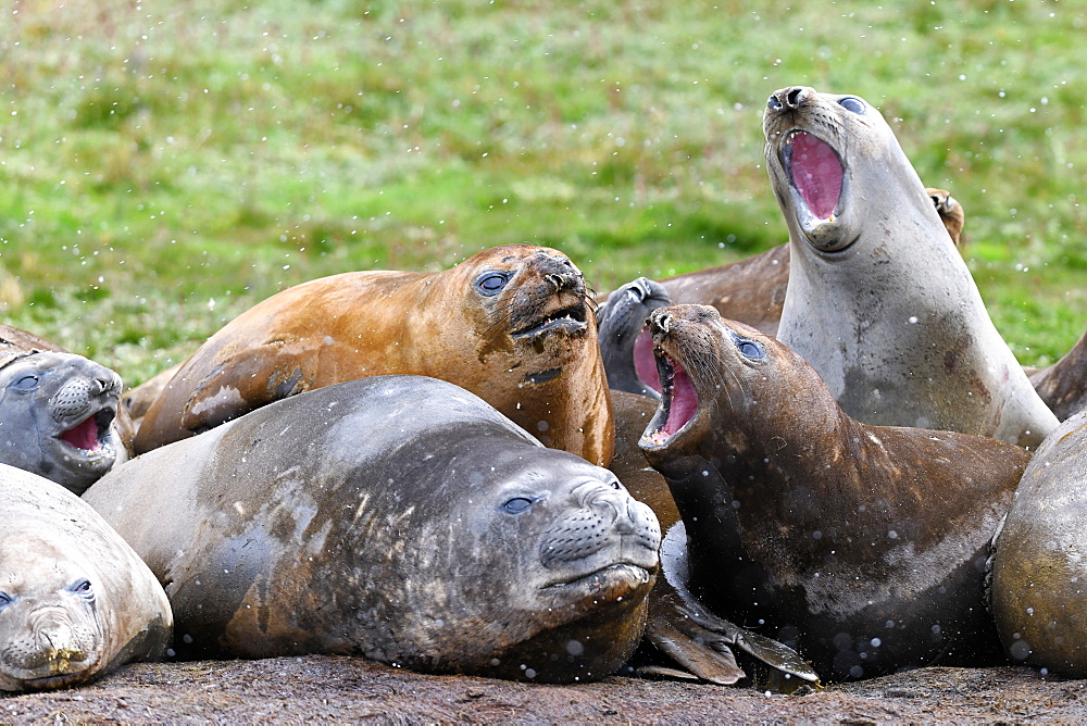 Agonistic behaviour in a tight group of moulting southern elephant seals (Mirounga leonina), Grytviken, South Georgia, Polar Regions