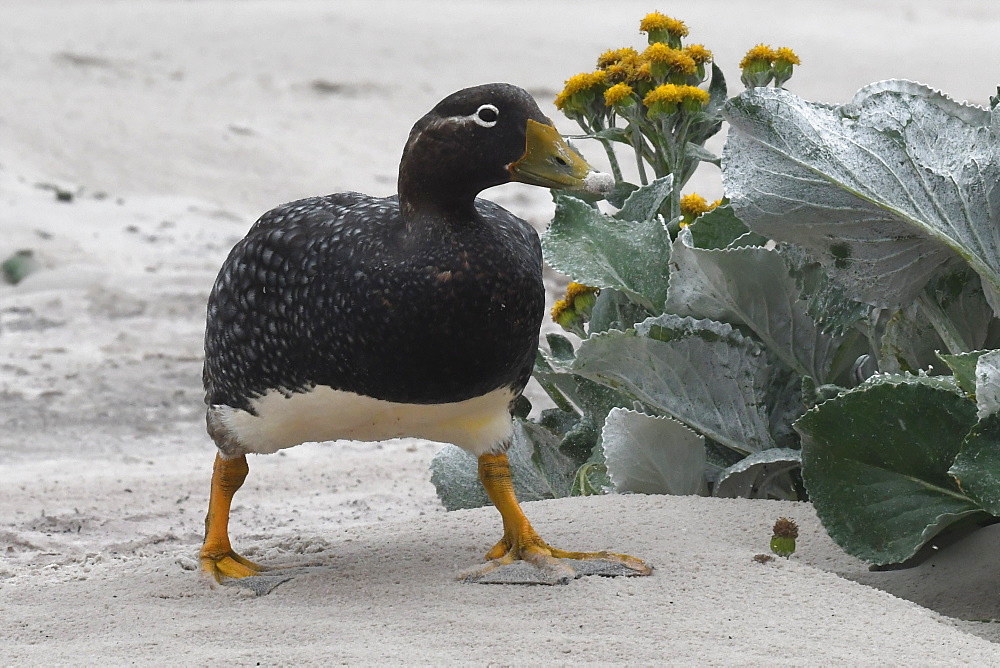 Female Falkland steamer duck (Tachyeres brachypterus) walking amongst vegetation on sandy beach, Falkland Islands, South America