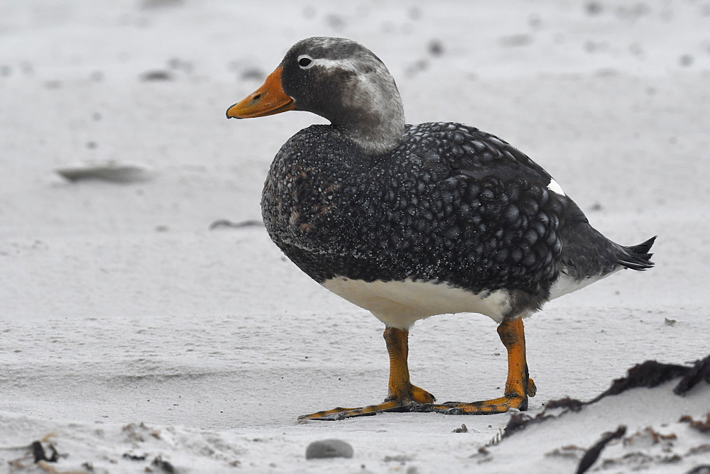 Male Falkland steamer duck (Tachyeres brachypterus) standing on a sandy beach, Volunteer Point, Falkland Islands, South America