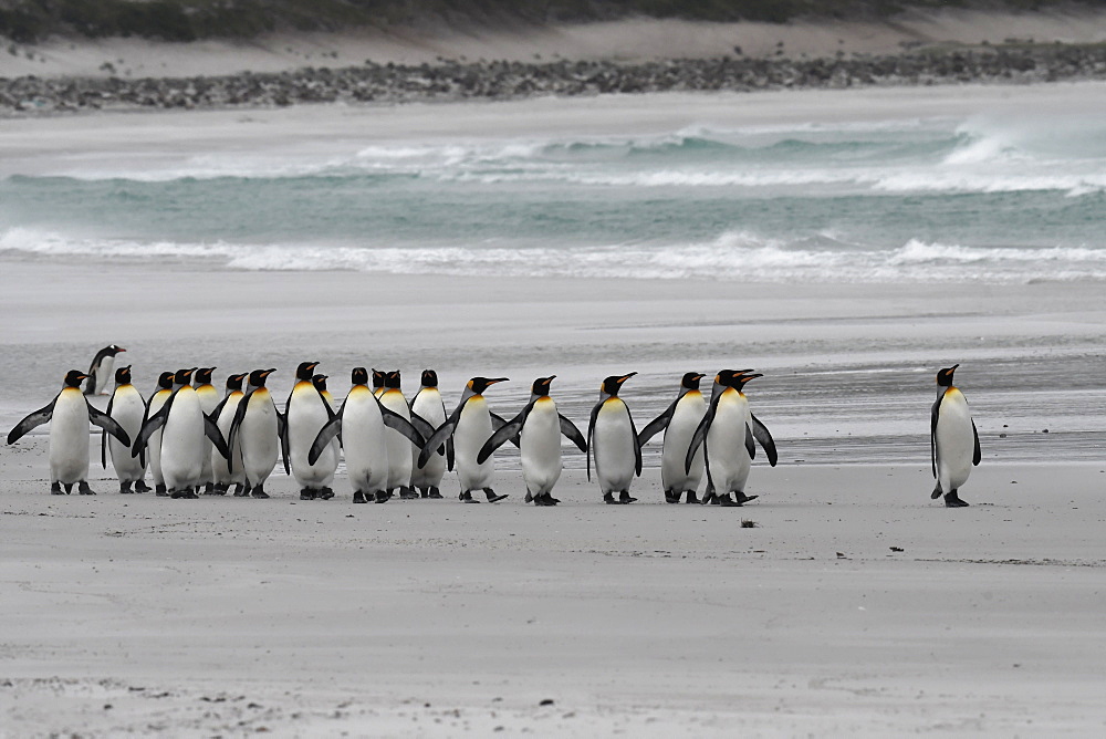 The march of the king penguins (Aptenodytes patagonicus) along the beach against rough seas at Volunteer Point, Falkland Islands, South America