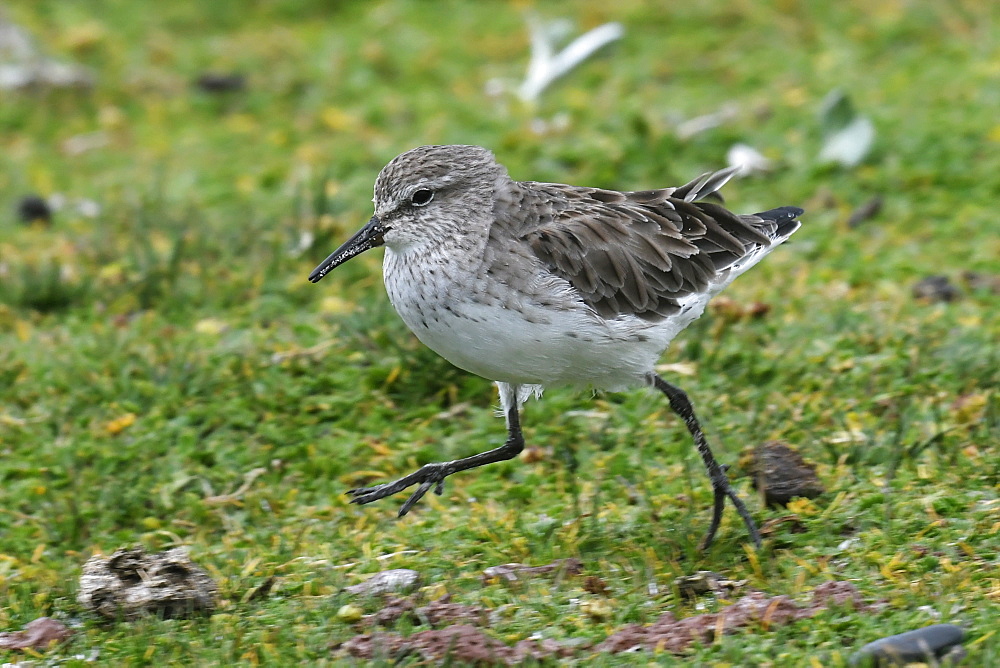 White-rumped sandpiper (Calidris fuscicollis), a long-distance migrant, foraging in grassland, Volunteer Point, Falkland Islands, South America