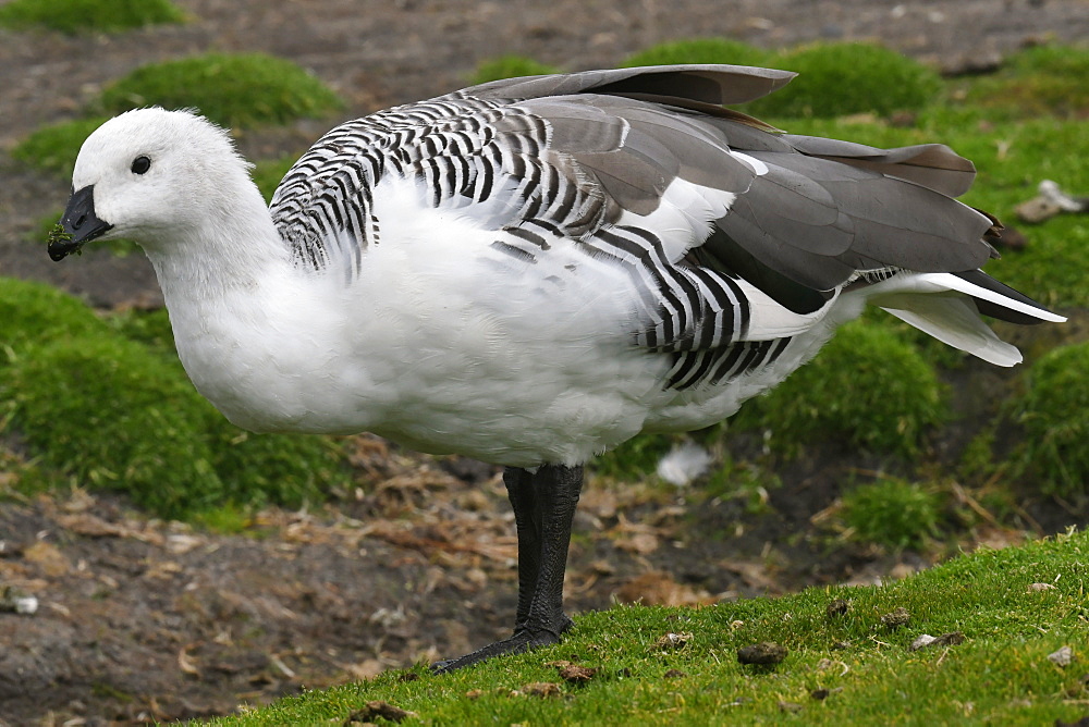 Male upland goose (Chloephaga picta) standing in grassland at Volunteer Point, Falkland Islands, South America