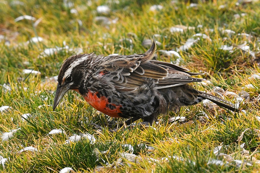 Long-tailed meadowlark (Leistes loyca) foraging in grassland dotted with moulted penguin feathers, Falkland Islands, South America