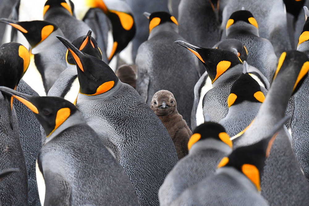 King penguin (Aptenodytes patagonicus) chick peering out between several adults, Volunteer Point, Falkland Islands, South America