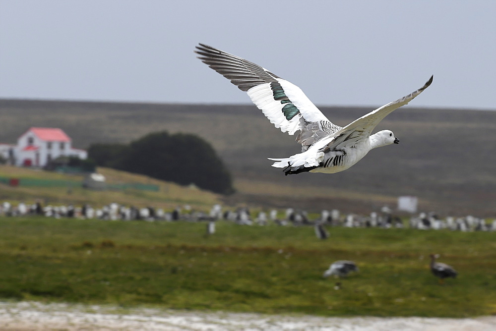 Male upland goose (Chloephaga picta) in flight in front of a penguin colony at Volunteer Point, Falkland Islands, South America