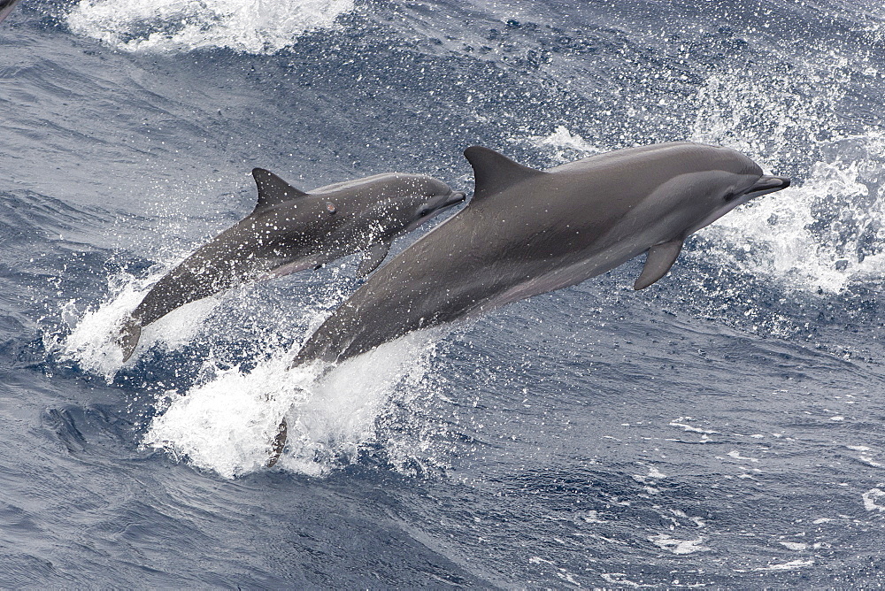 Clymene dolphin mother and calf (Stenella clymene) leaping and showing distinctive tripartite colour pattern, Sao Tome and Principe, Africa