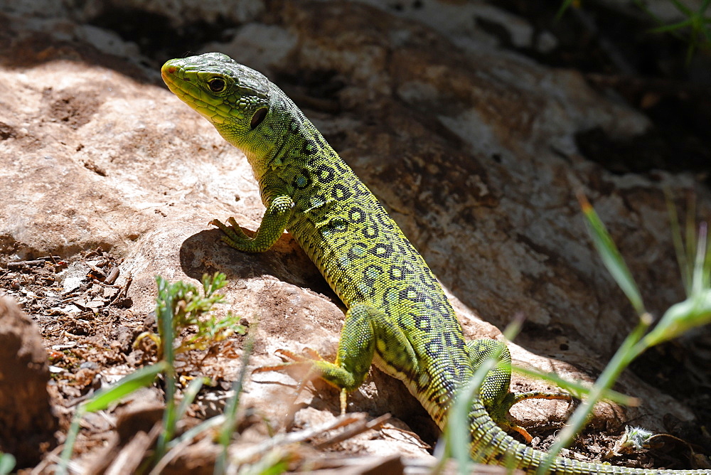 Ocellated lizard (Timon lepidus) in alert posture in El Torcal, Malaga, Andalucia, Spain, Europe