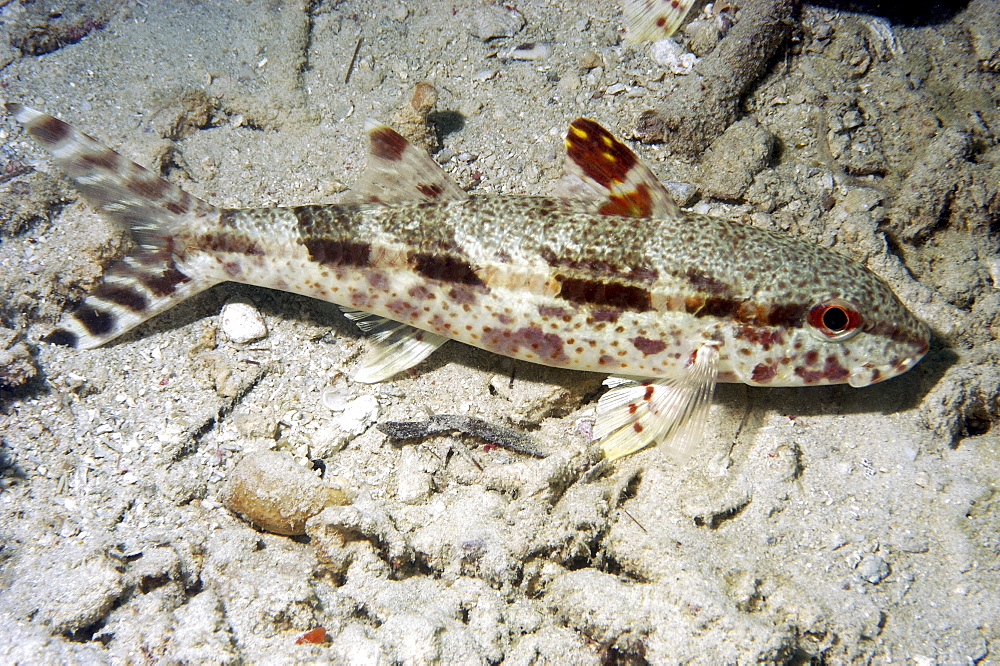 Blackstriped goatfish (Upeneus tragula).  Borneo, Malaysia (A4 only).