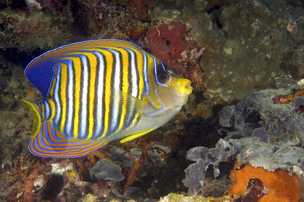 Royal Angelfish (Pygoplites diacanthus).  Borneo, Malaysia (A4 only).