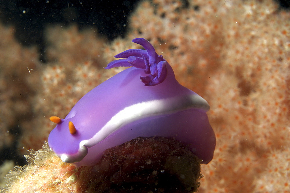 Dorid Nudibranch (Chromodoris bullocki).  Borneo, Malaysia (A4 only).