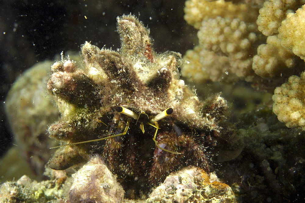 Hermit crab (Dardanus lagopodes).  Borneo, Malaysia (A4 only).