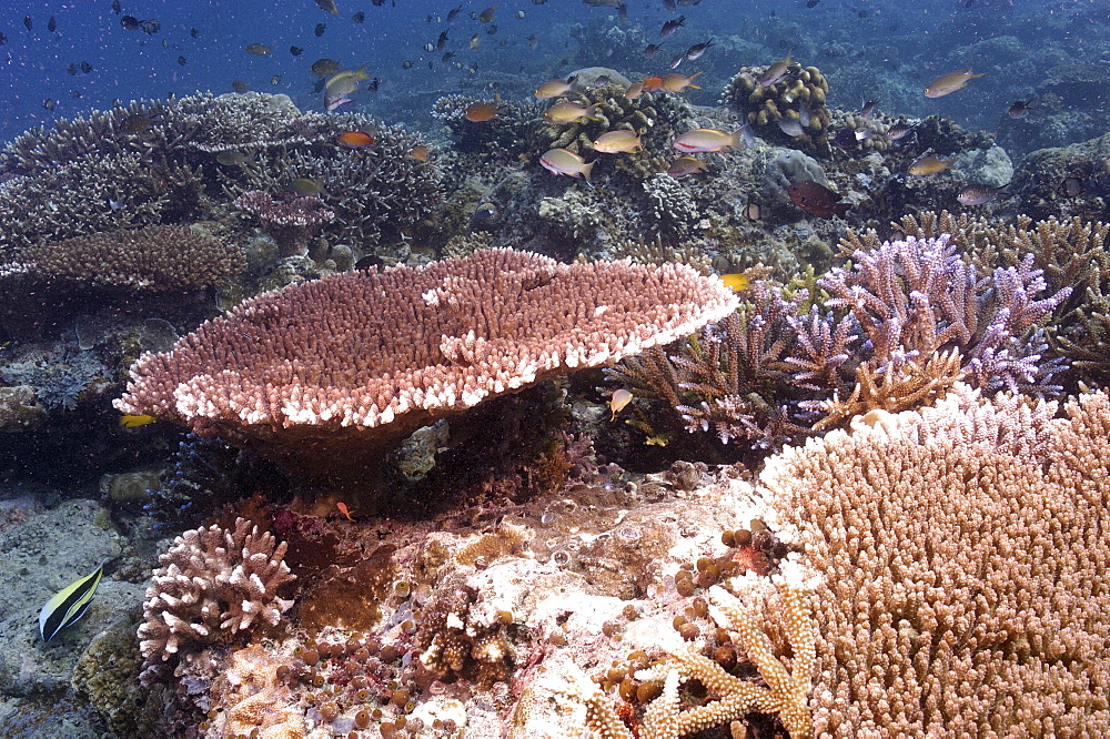 Stony Corals.  Malaysia (A4 only).